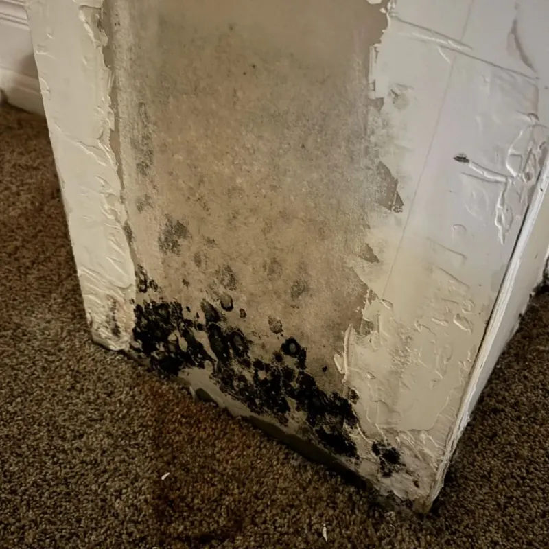 Professional Mold Removal in Trevose, PA